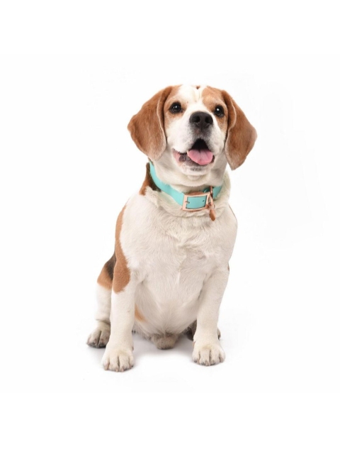 HUFT Turquoise Blue Pastel Pawprint Rain Friendly Dog Collar