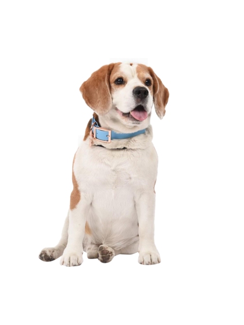 Heads Up For Tails Blue Pastel Pawprint Rain Friendly Dog Collar