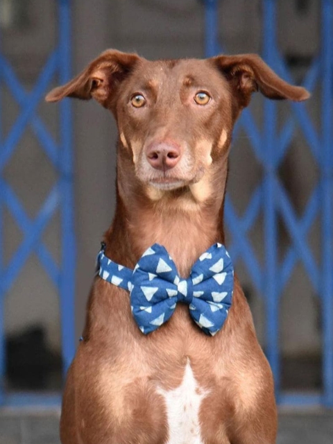 Heads Up For Tails Blue Printed Dog Bow Tie