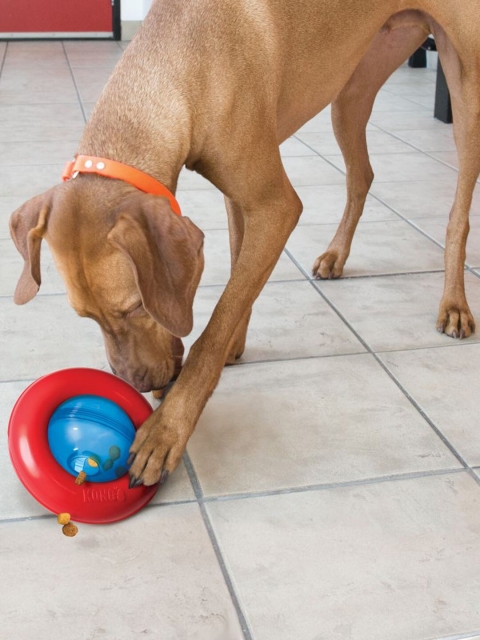 KONG Blue Gyro Dog Toy, Red