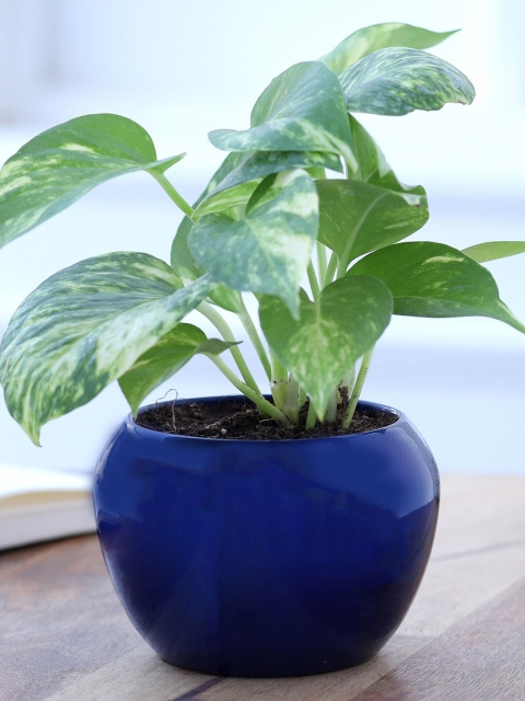Ferns N Petals Green Natural Money Plant In Blue Pot