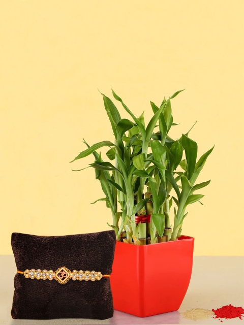 TIED RIBBONS Red & Green Rakshabandhan Gifts Designer Rakhi with 2 Layer Bamboo Plant
TIED RIBBONS Red & Green Rakshabandhan Gifts Designer Rakhi with 2 Layer Bamboo Plant