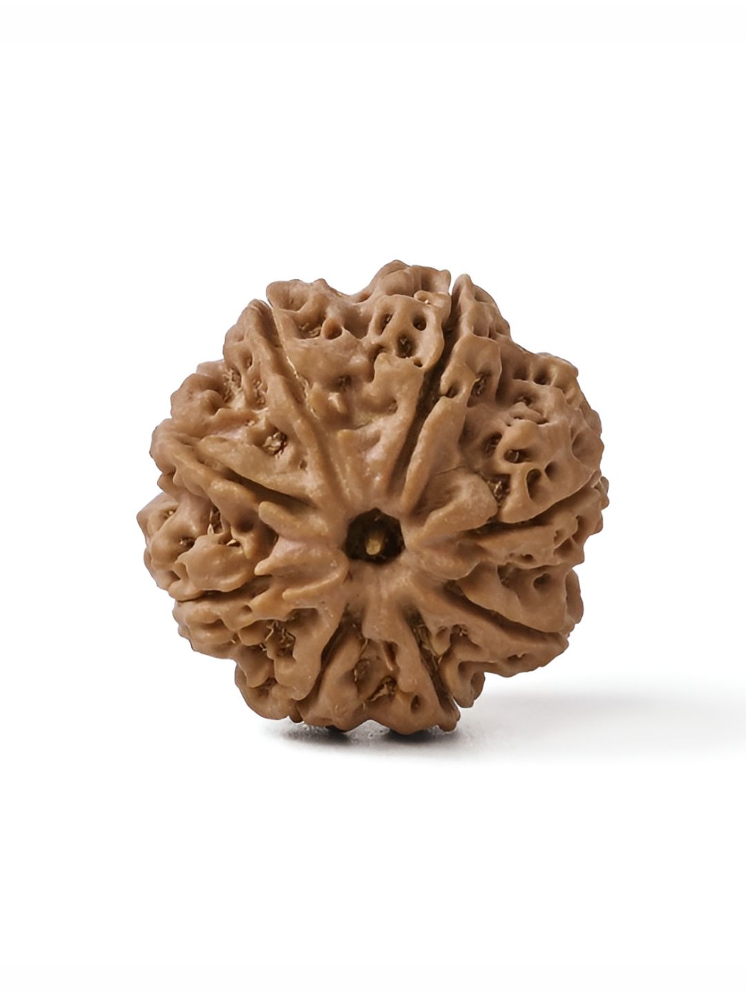 Gemsmantra Brown Wooden 8 Mukhi Rudraksha Nepali Without Pendant-picture-10
