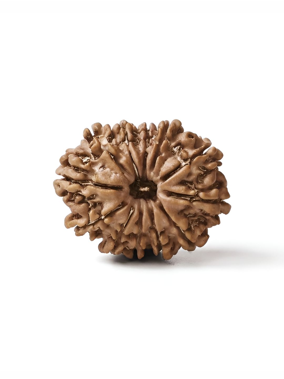 Gemsmantra Brown Wooden 12 Mukhi Rudraksha Nepali Without Pendant-picture-27