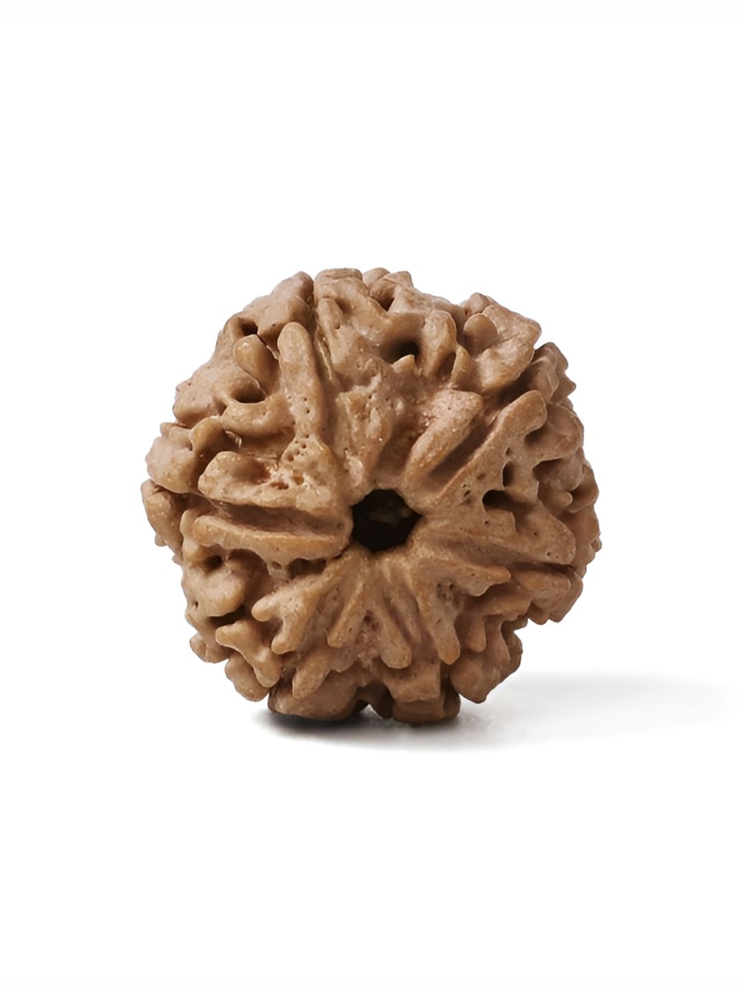 Gemsmantra Brown Wooden 6 Mukhi Rudraksha Nepali Without Pendant-picture-14