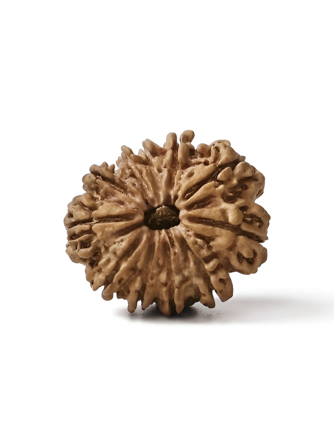 Gemsmantra Brown Wooden 11 Mukhi Rudraksha Nepali Without Pendant-picture-24