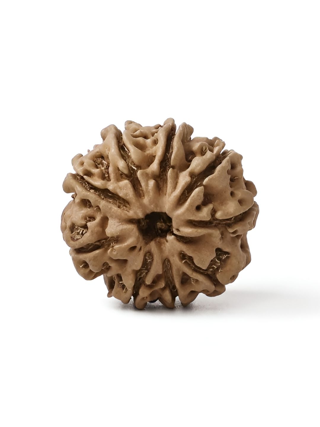 Gemsmantra Brown Wooden 9 Mukhi Rudraksha Nepali Without Pendant-picture-21