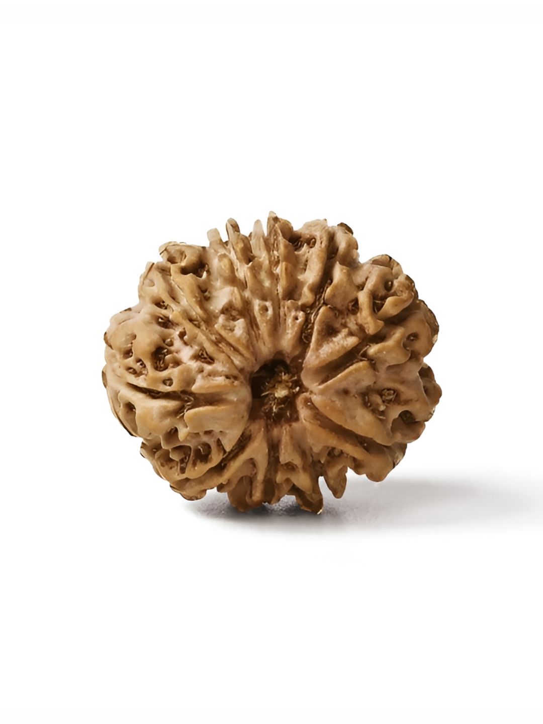 Gemsmantra Brown Wooden 10 Mukhi Rudraksha Nepali Without Pendant-picture-33