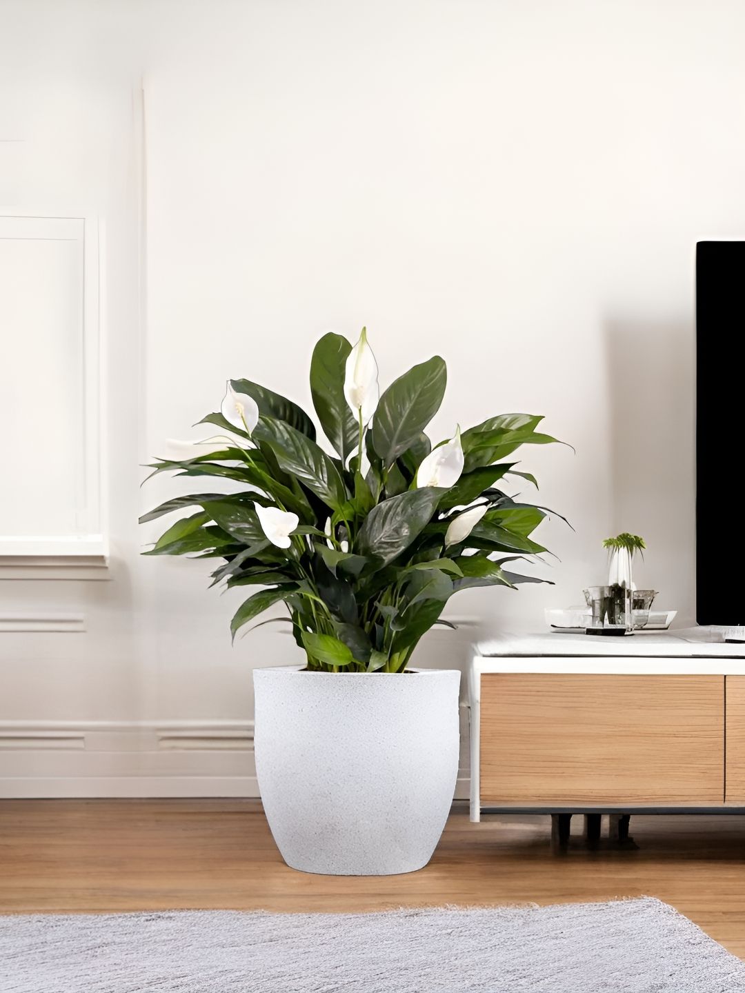 Go Hooked White & Green Pluto-Shaped Durable Planter-picture-25