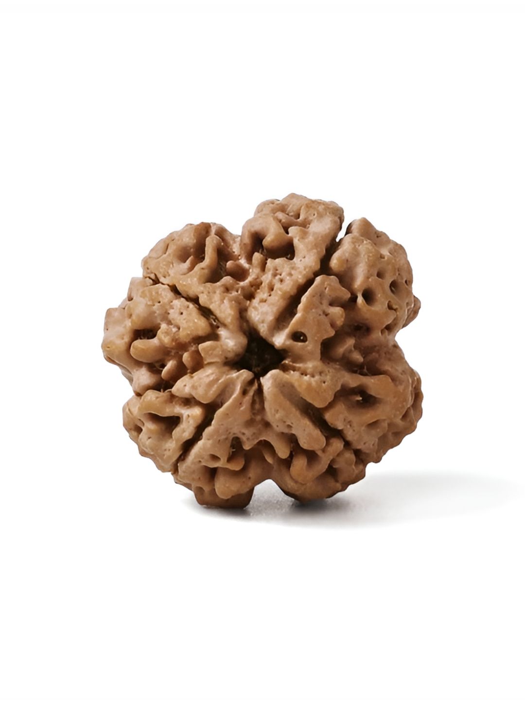 Gemsmantra Brown Wooden 4 Mukhi Rudraksha Nepali Without Pendant-picture-16