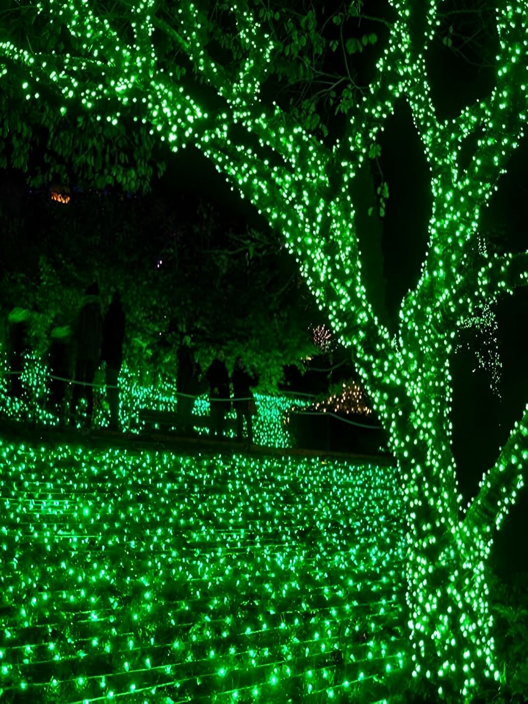 KAVYARA Green Rice Shape String Light-picture-58