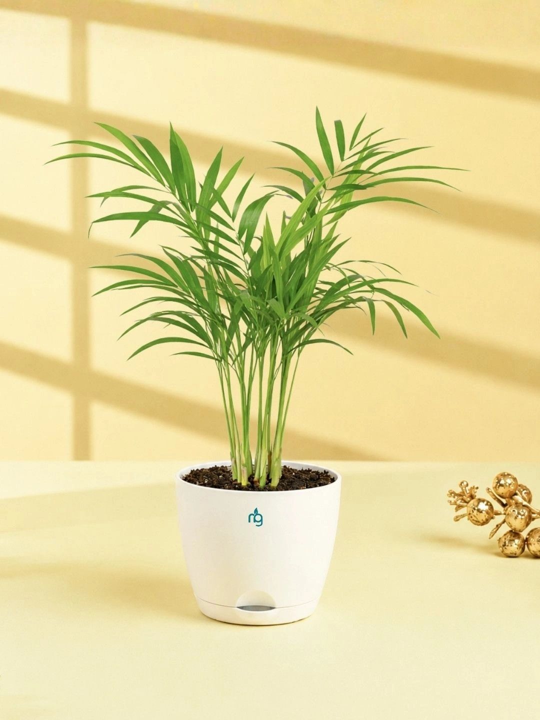 Nurturing Green Parlor Palm Classic Gift Kit-image-26
