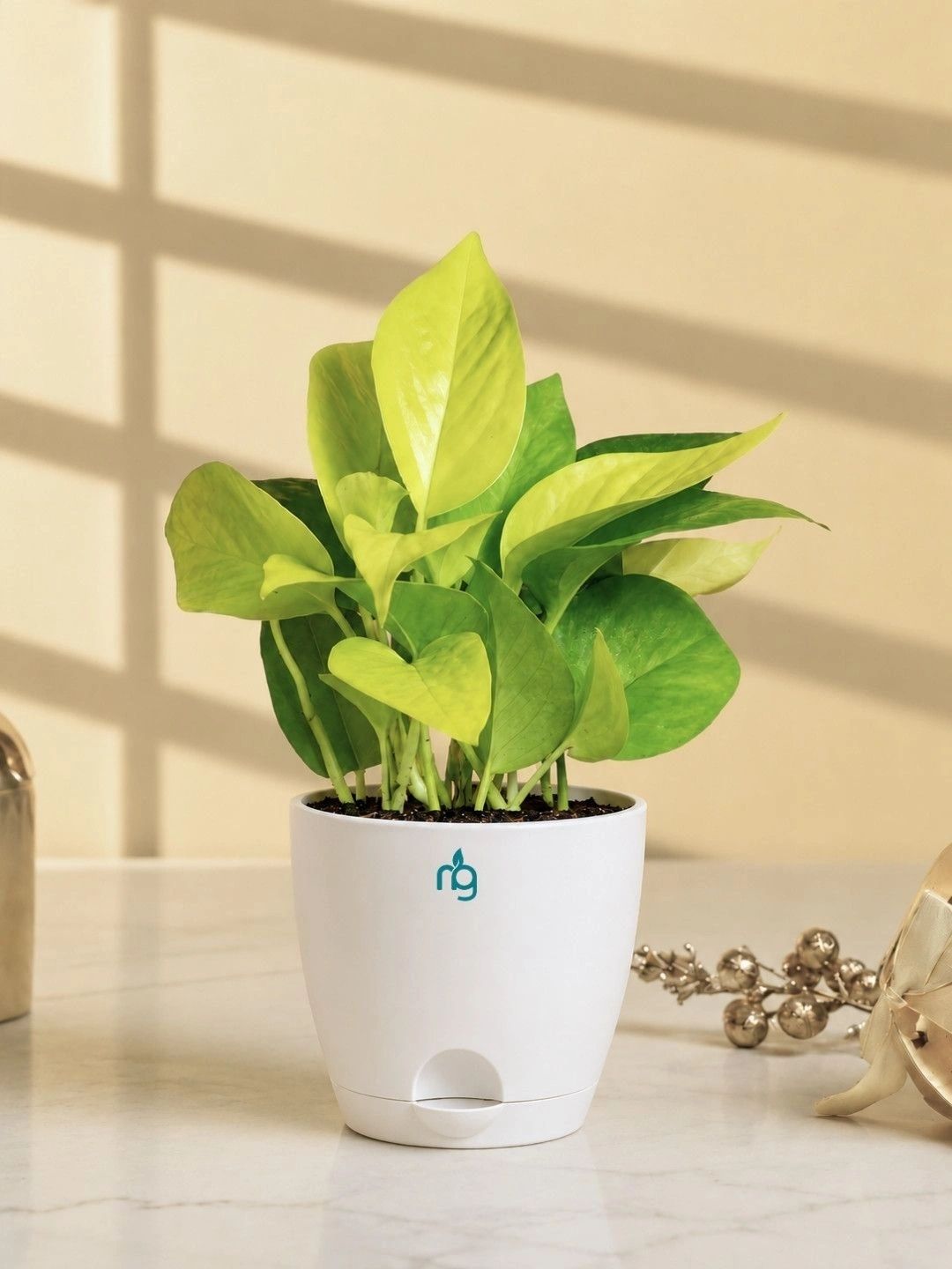 Nurturing Green Golden Money Plant Premium Gardening Kit-picture-14