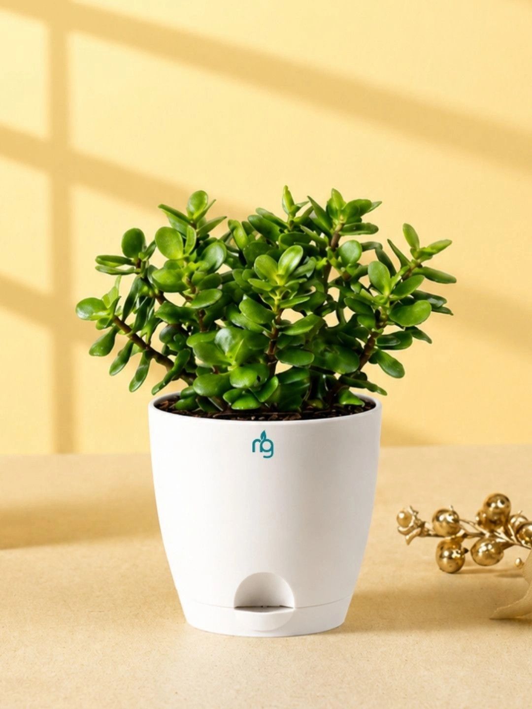 Nurturing Green Jade Plant Classic Gardening Gift Kit-picture-16