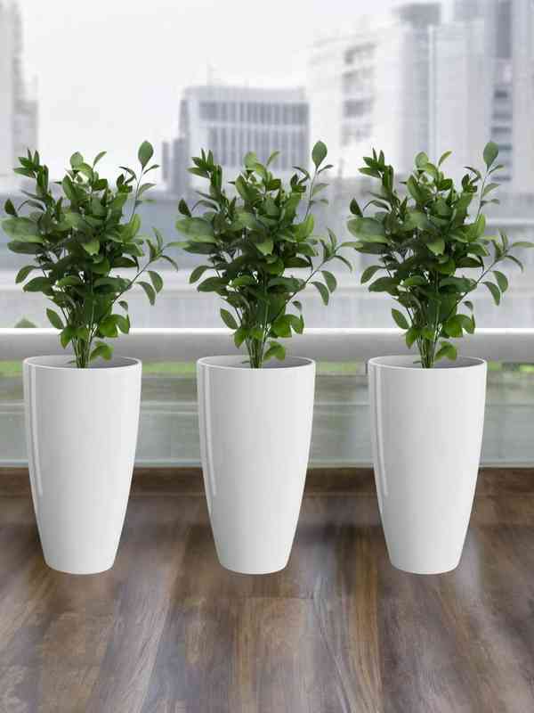 Buy White Planters Online Minimalist and Elegant Plant Holders