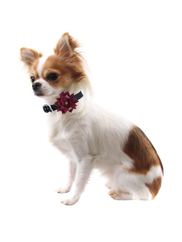 Dog Collars - Buy Dog Collars Online in India.