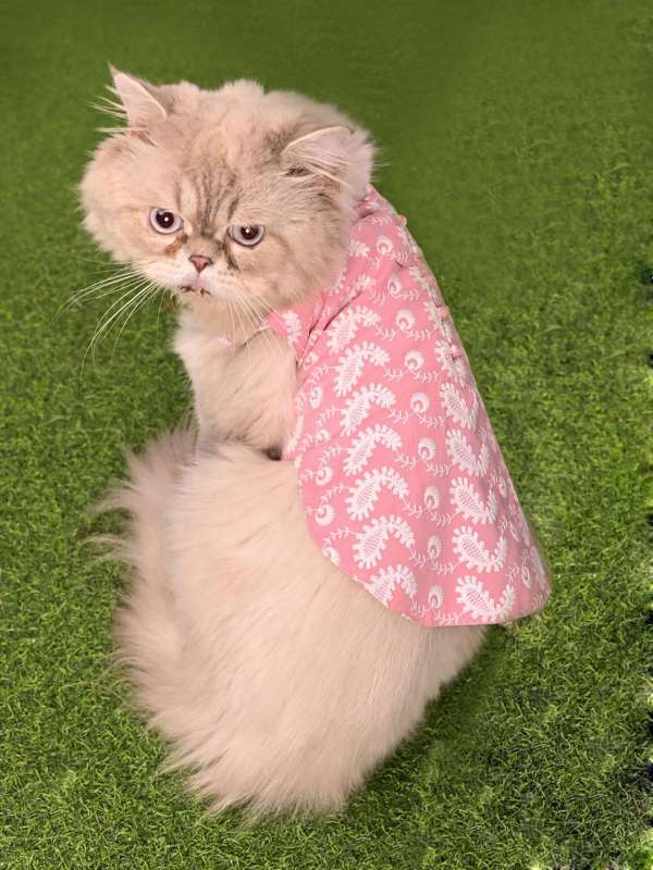Cat Dress Buy Cat Dress online in India