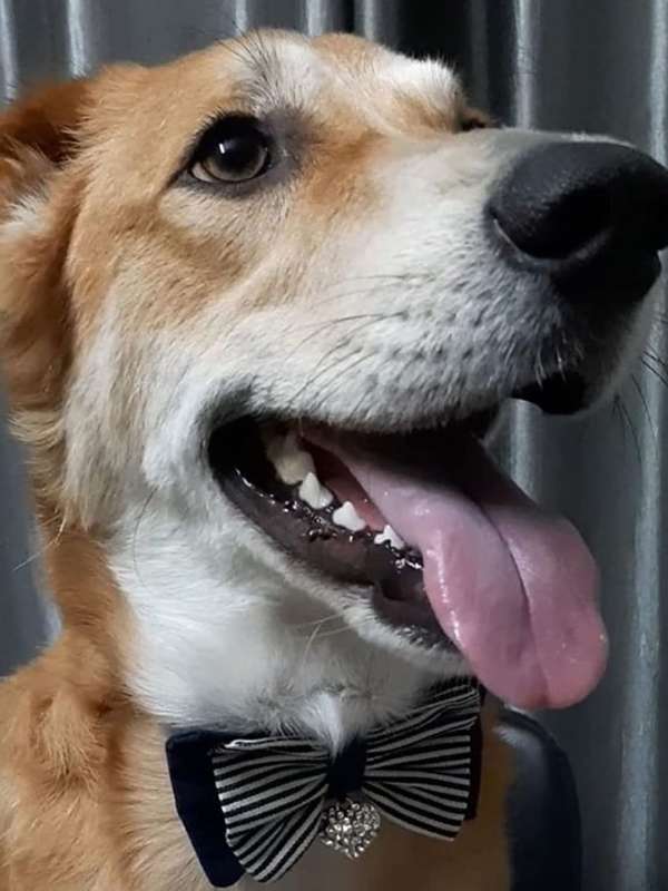 Dog bow tie india hotsell
