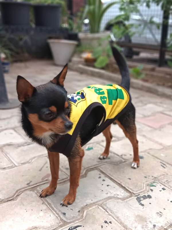 Dog In India Jersey Stoles Tshirts Buy Dog In India Jersey Stoles Tshirts online in India