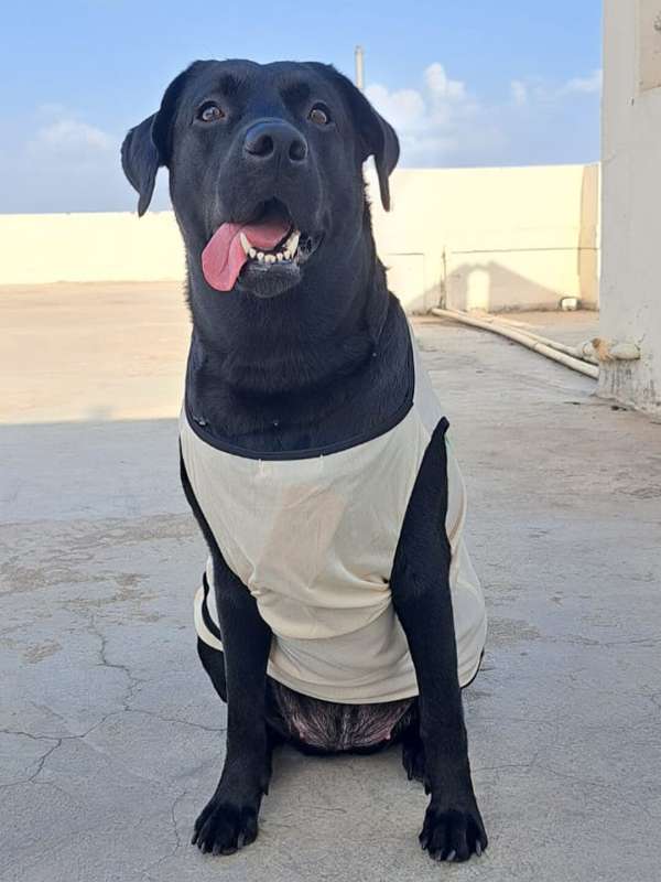 Tommy hilfiger best sale dog jumper