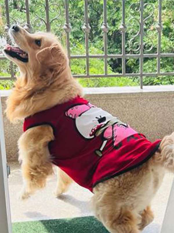 Dog Buy Tshirts Online India | Myntra