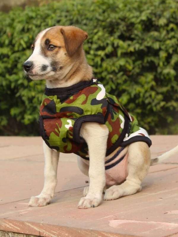 Buy Dog Jackets Online at Best Prices Myntra