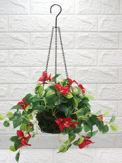 Morning Glory Flower Plants With Basket