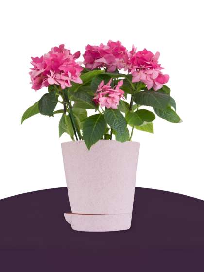 Kuber Industries Pink 6 Pieces Marble Finish Planters With Tray
