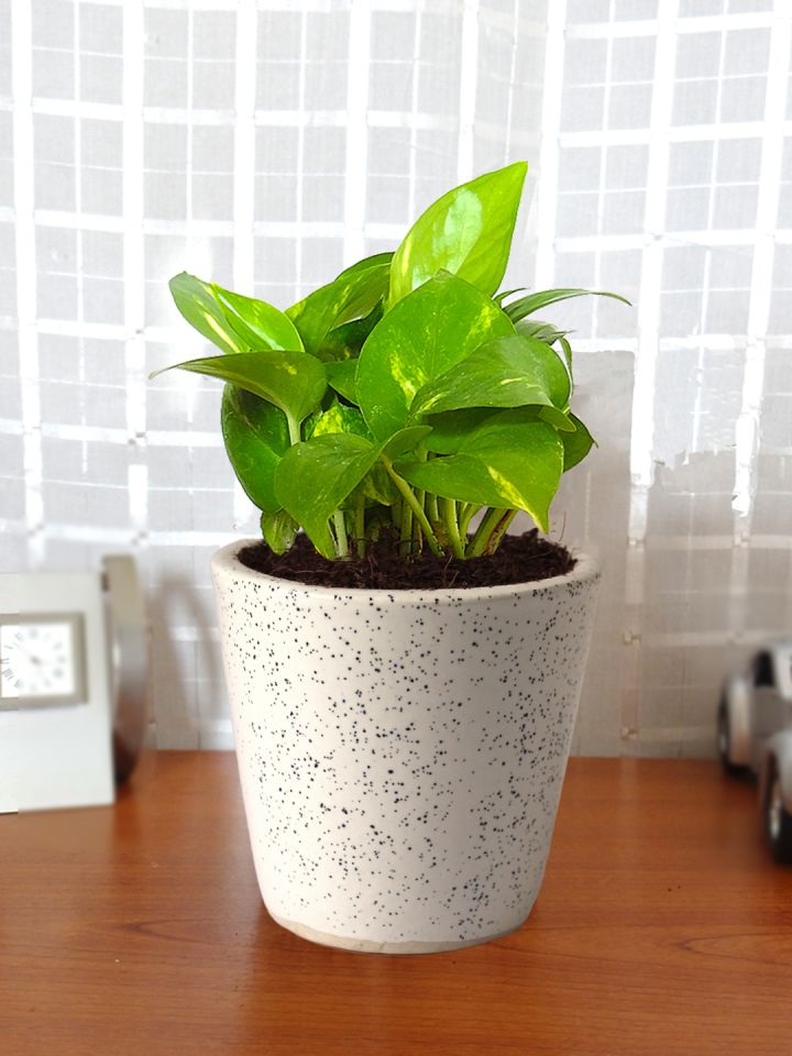 Buy Rolling Nature Green Money Plant In White Ceramic Pot For Good Luck Natural Plants For Unisex 5345945 Myntra