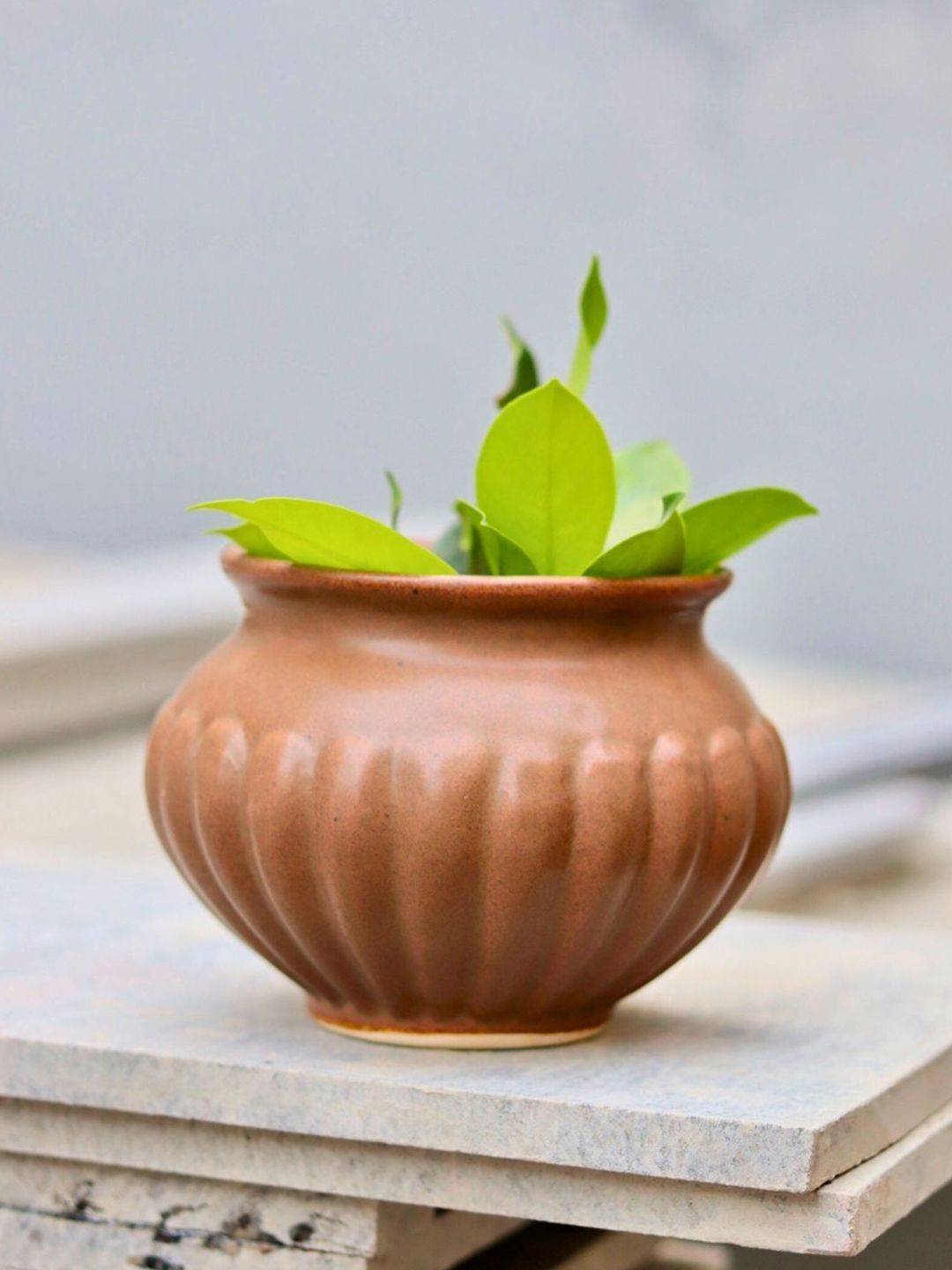 Buy WEAVING HOMES Brown Ceramic Kalash Planter -  - Home for Unisex