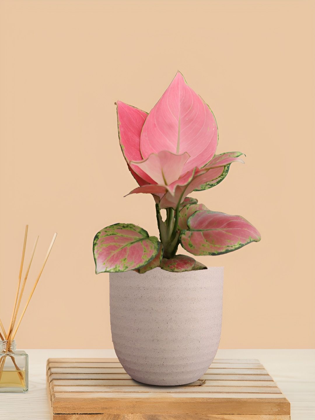Greenkin Pink & Cream-Coloured Aglaonema Succulent Plant With Pot - 9 Inches