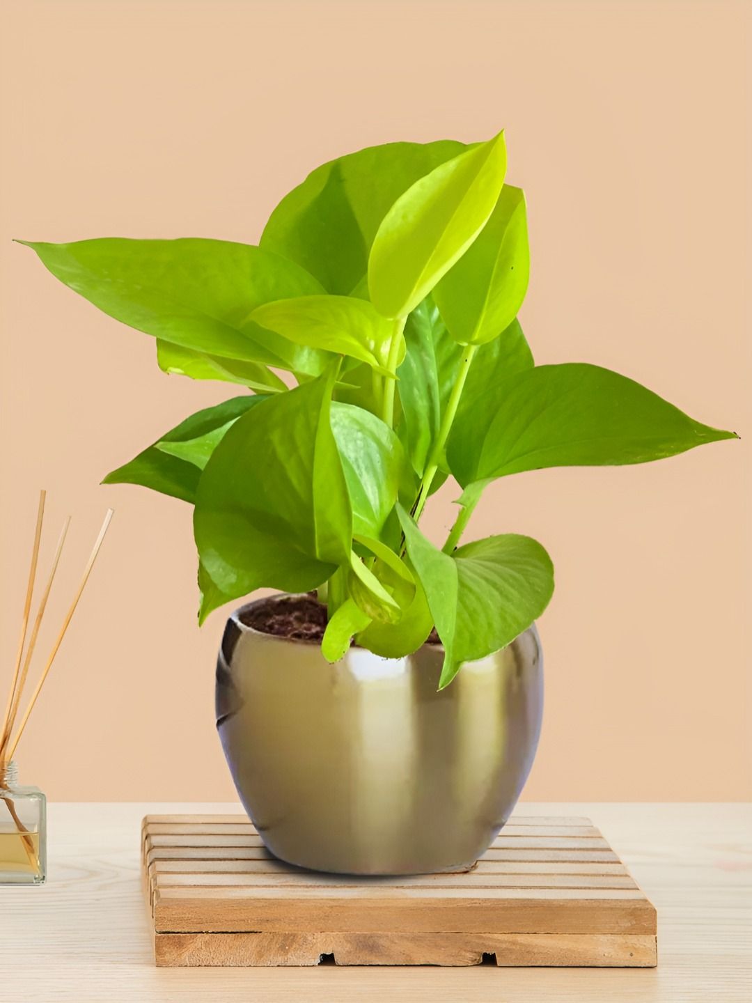 Greenkin Indoor Money Live Plant With Metal Pot