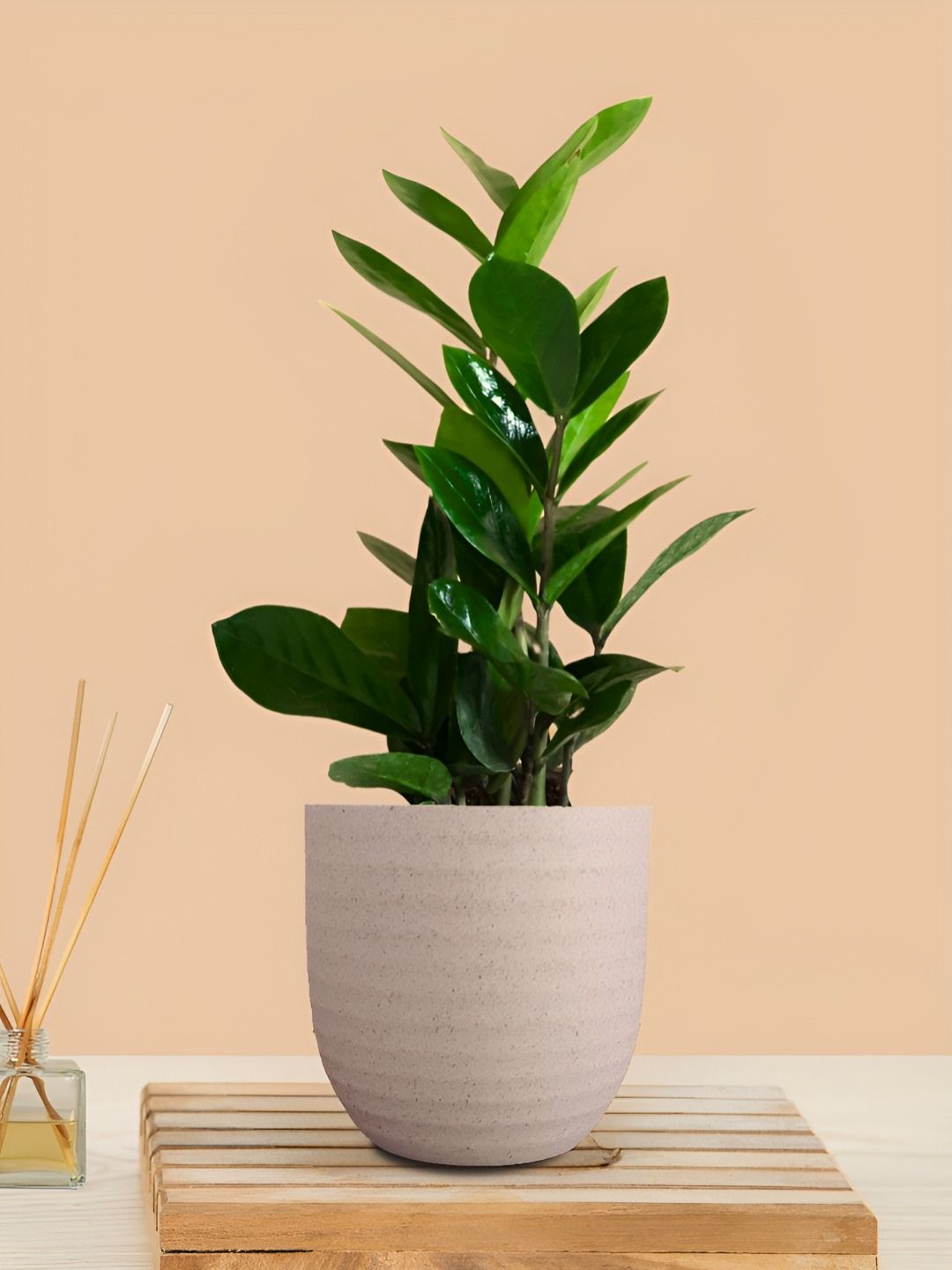 Greenkin ZZ Plant With Eco Pot Indoor Zamia Plant With Pot