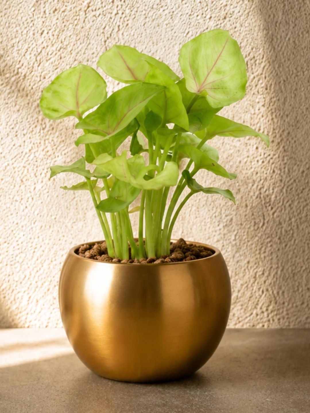 fnp Syngonium Plant With Pot - 16 cm