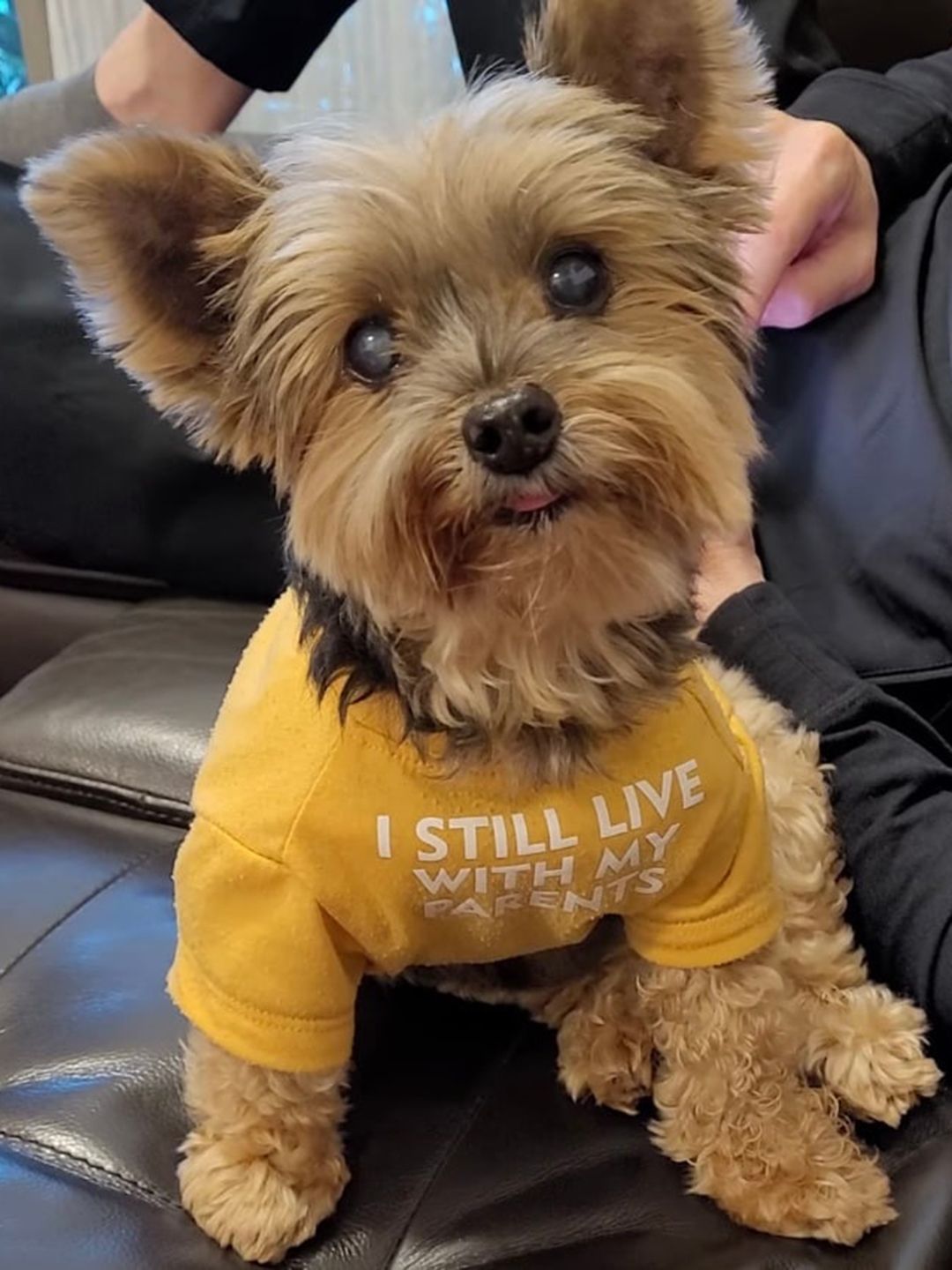 PAWCHIE Yellow Printed Cotton Dog T-shirts