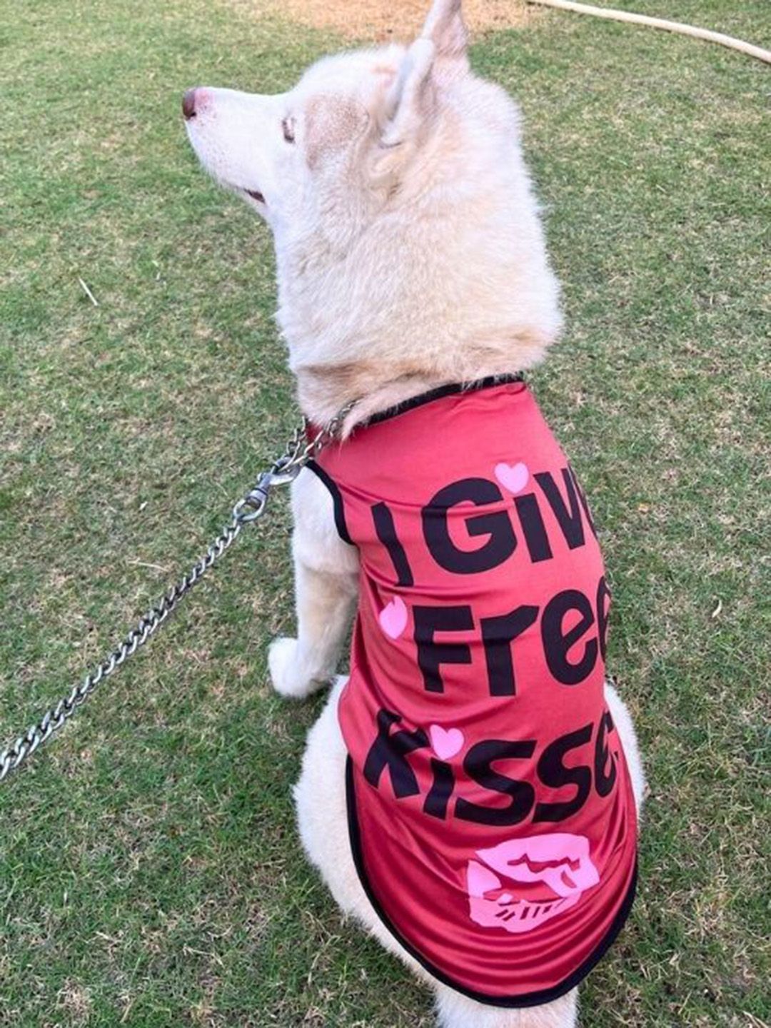 Lulala Printed Dog T-shirt