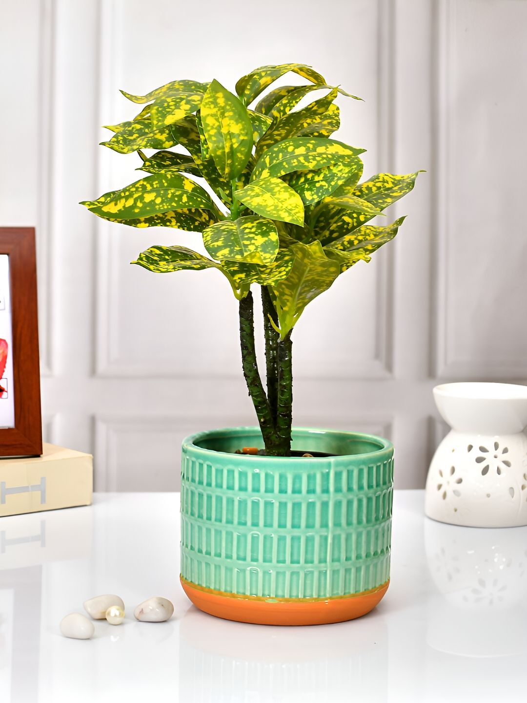 TAYHAA Green & Orange-Coloured Textured Ceramic Planter