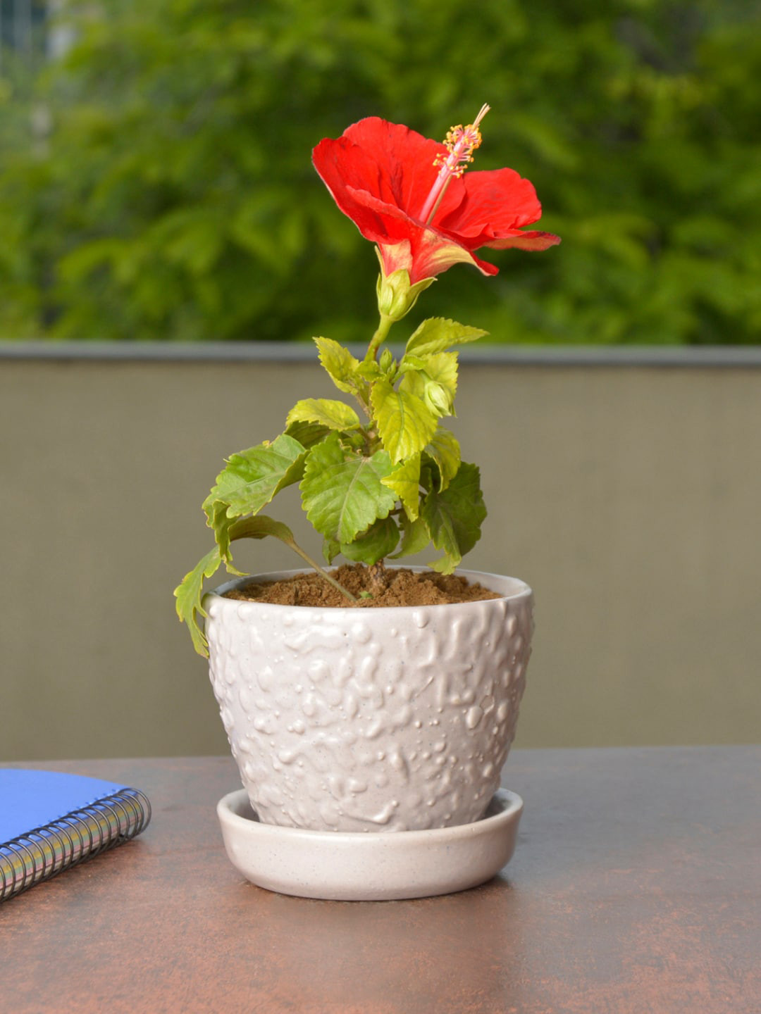 StyleMyWay Grey Textured Planter Pot With Tray