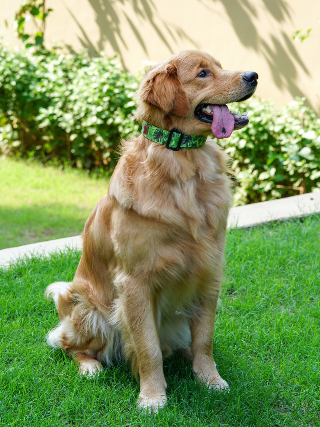 LANA PAWS Green & Black Self Design Dog Collar