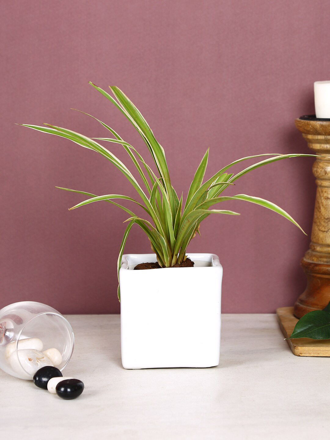 Aapno Rajasthan White Solid Ceramic Square Planter