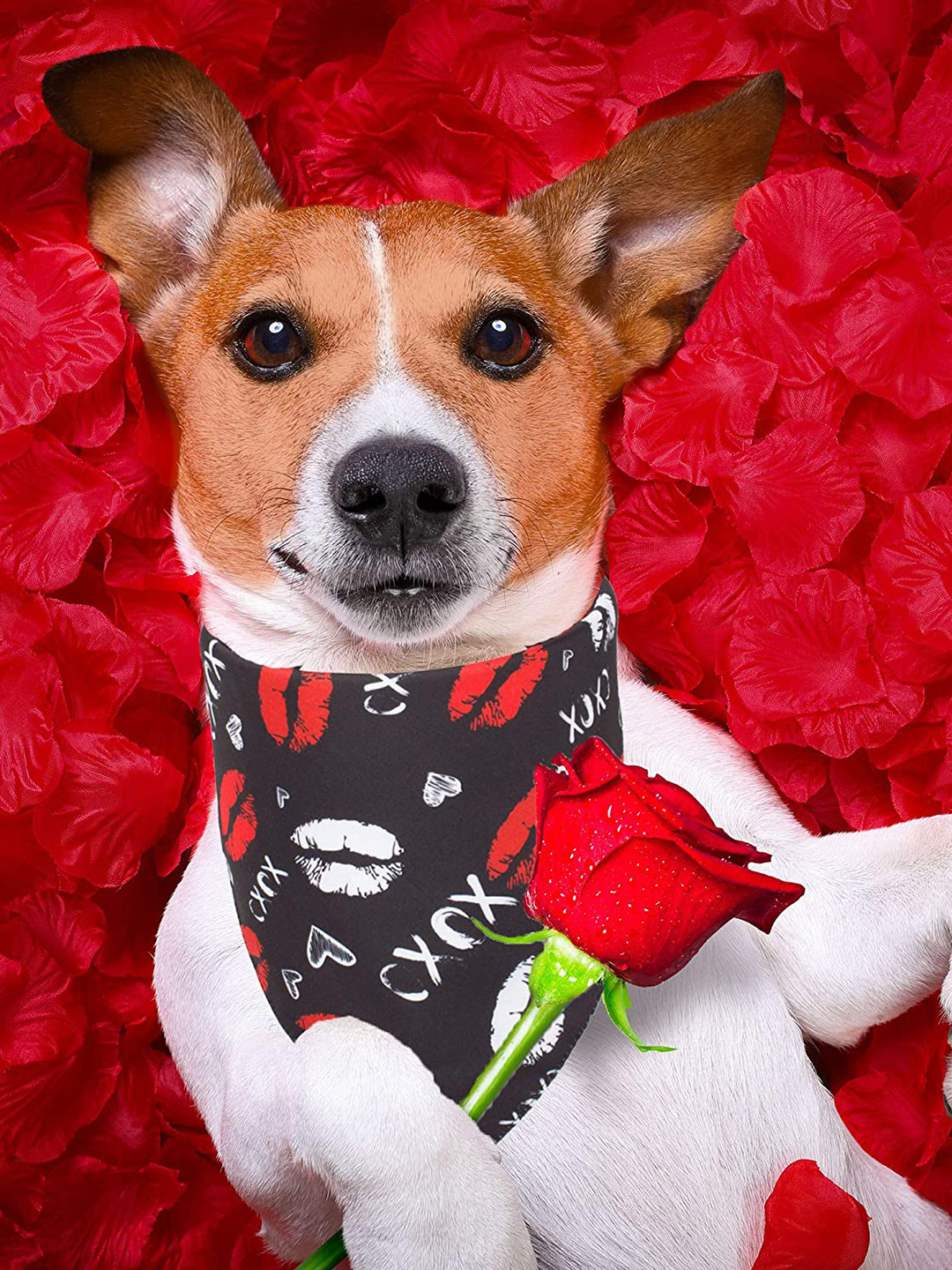 PAWCHIE Black & Red Printed Reversible Dog Bandana