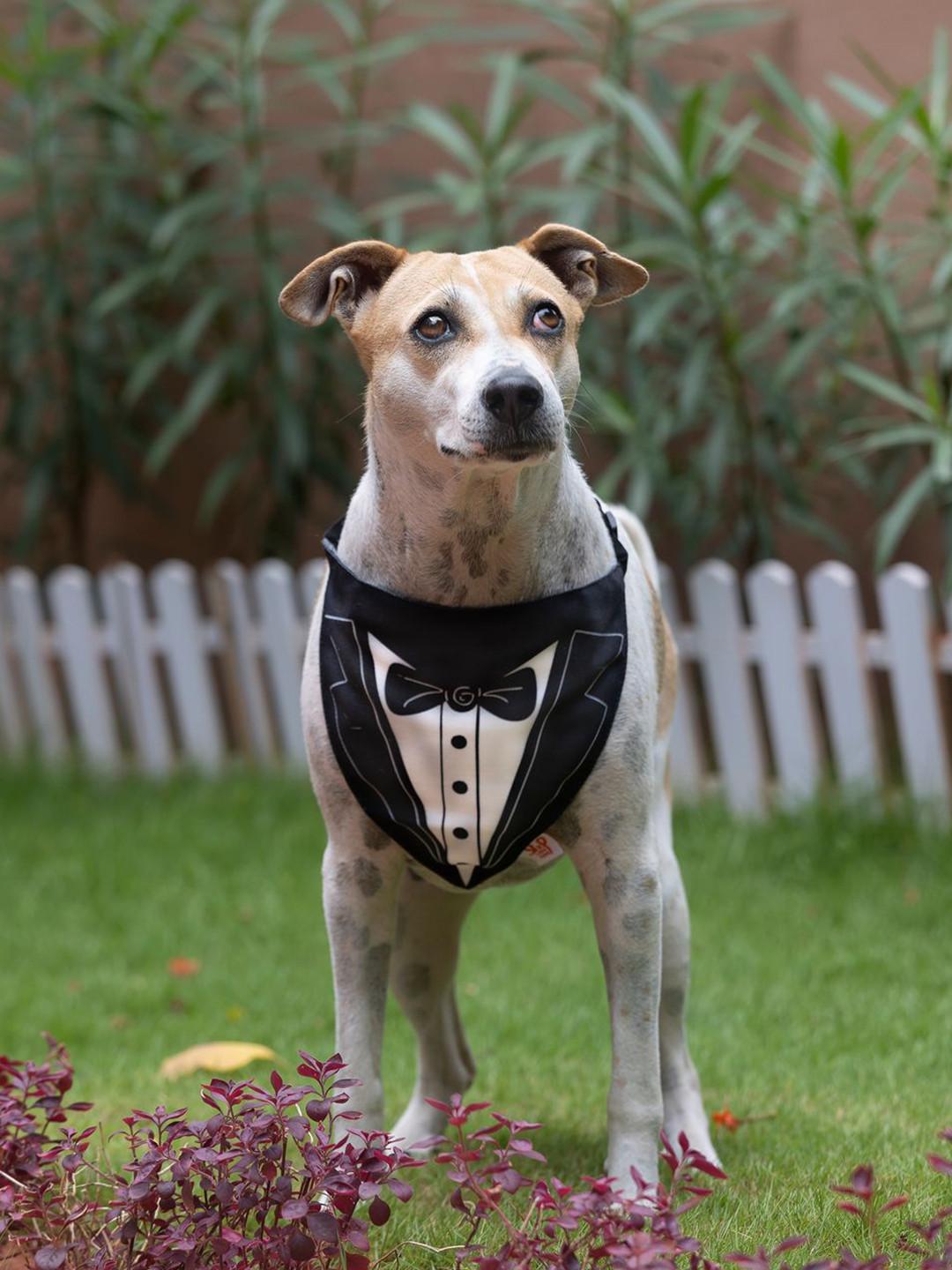 LANA PAWS  Black & White Printed Dog Bandana Scarf