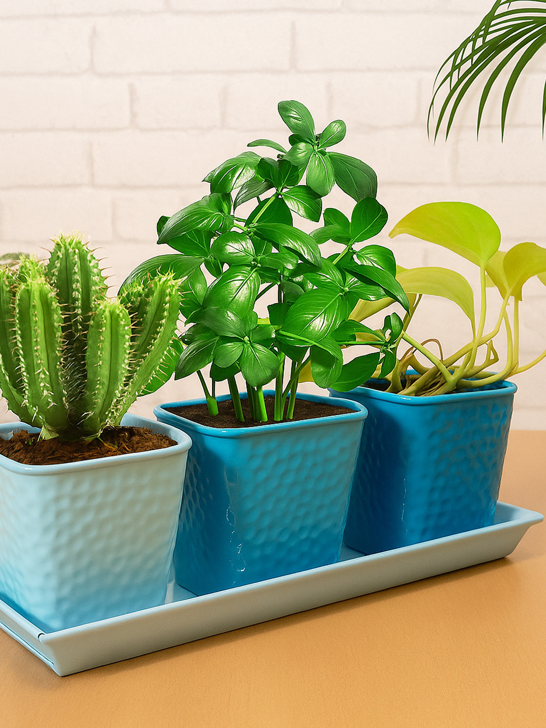 Homesake Set Of 3 Textured Planters With Tray
