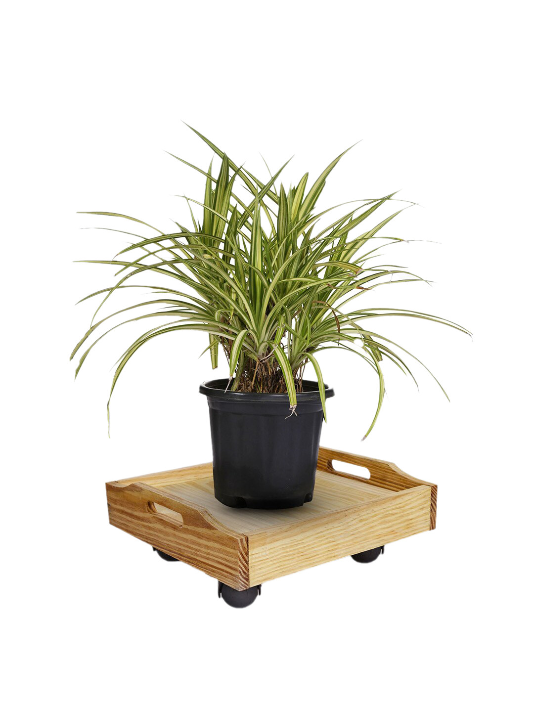 Sharpex Brown Solid Wooden Square Stand