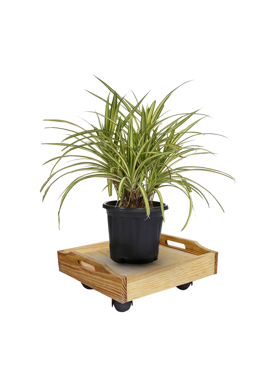 Sharpex Set Of 4 Brown Solid Wooden Square Stand Garden Accessories