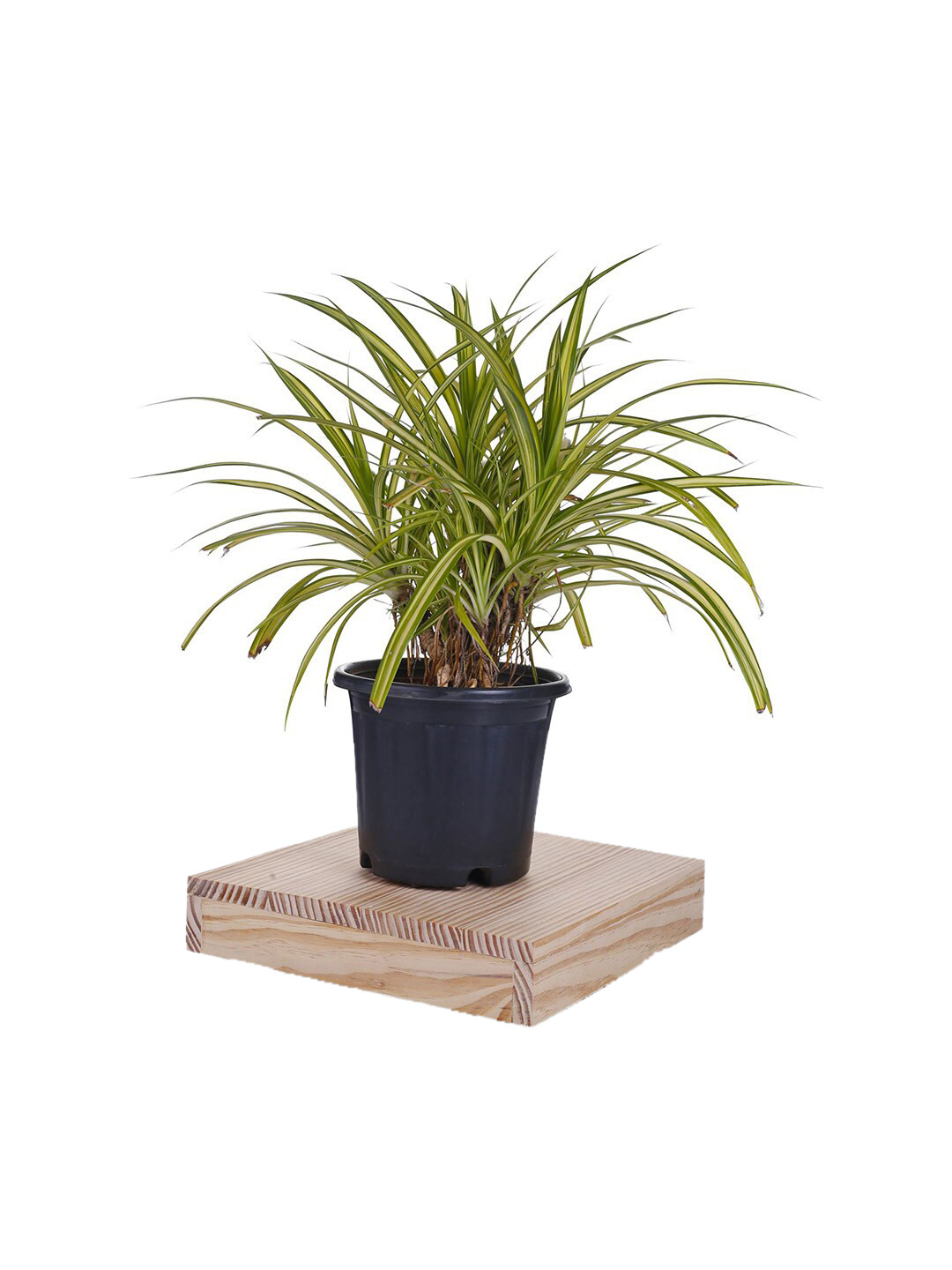 Sharpex Brown Solid Wooden Plant Stand Garden Accessory