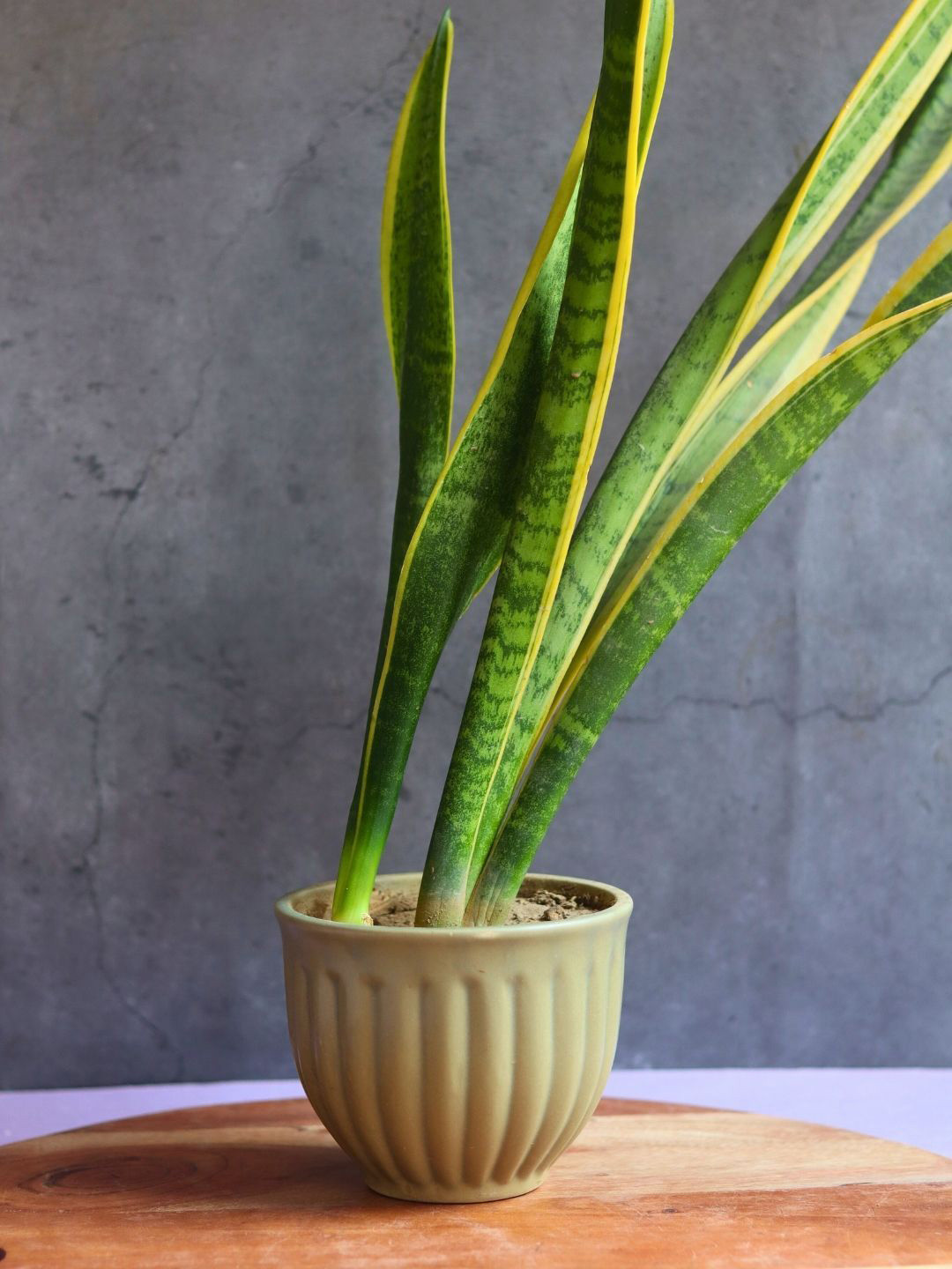 WEAVING HOMES Green Ceramic Textured Planter Pot