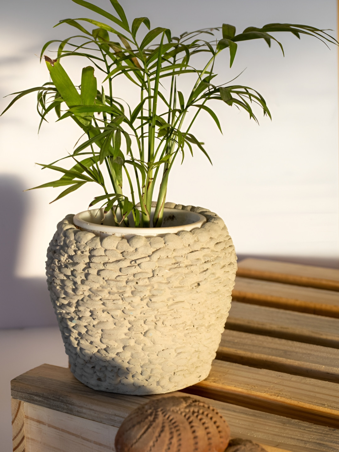Greyt Beige Cement Finish Concrete Planter