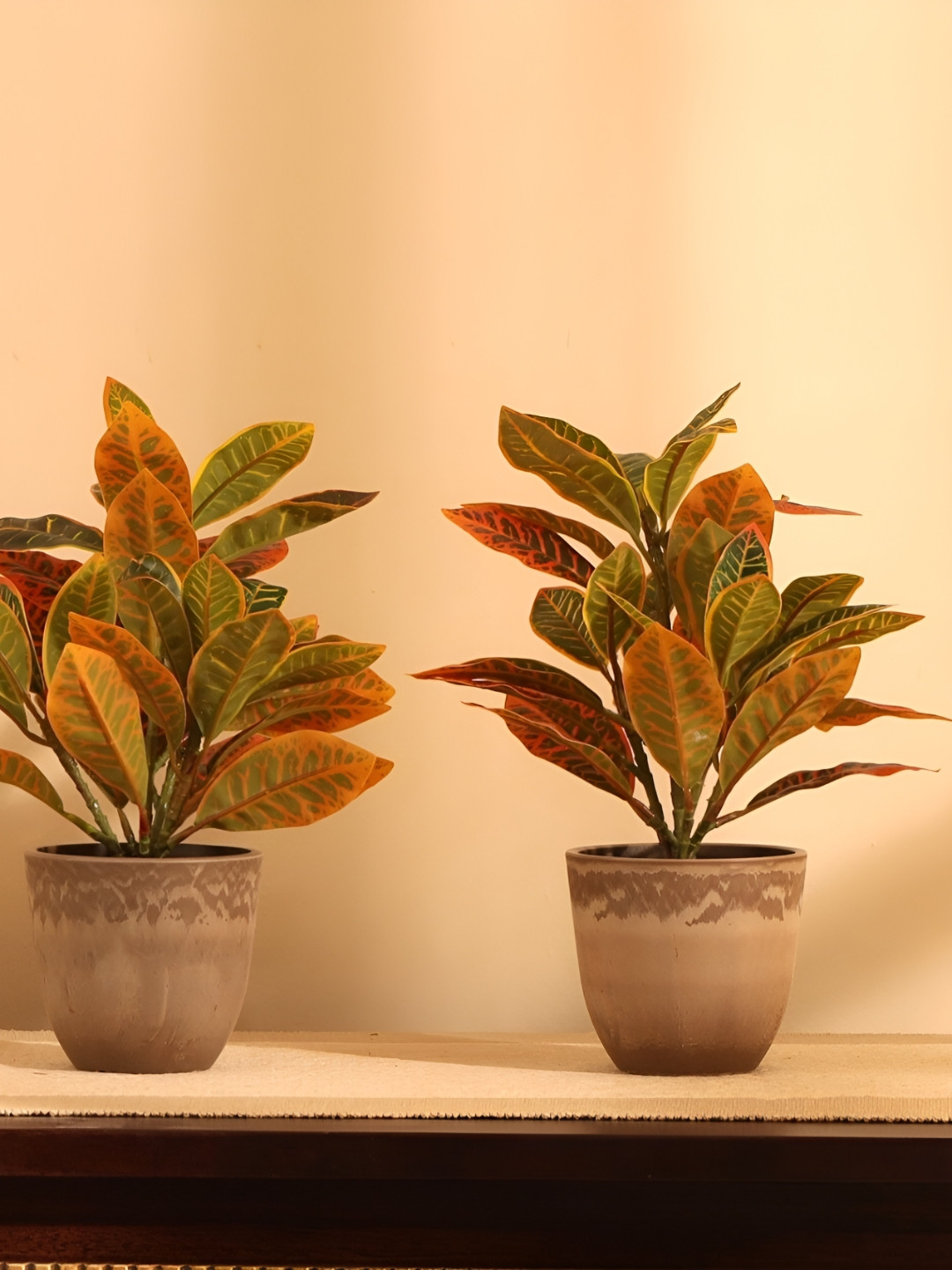 Elemntl 2 Pieces Assorted & Brown Croton Plants With Pot