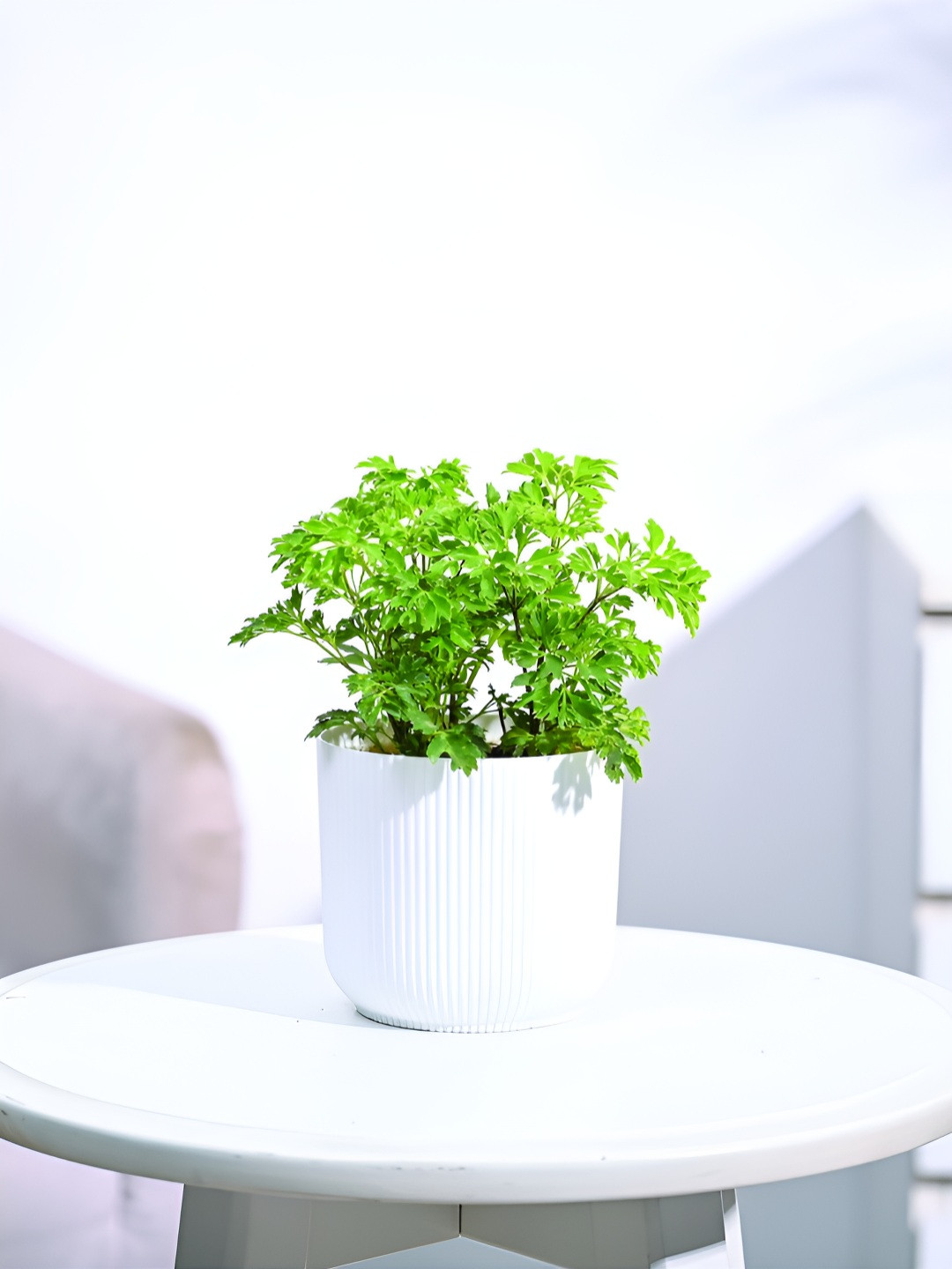 UGAOO Green & White Aralia Golden Plant with White Ibiza Pot - Small